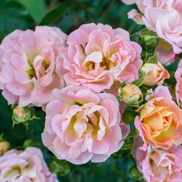 Drift Peach Rose Live Shrub (2 Gallon) - Image 2