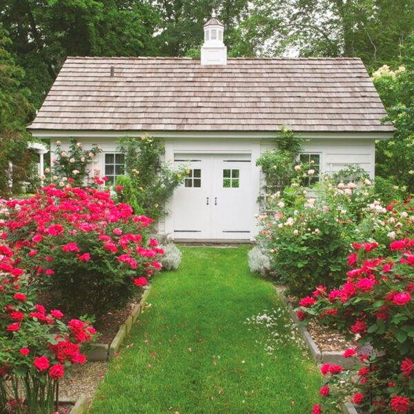 The Red Double Knock Out® Rose Live Shrubs with Vibrant Cherry Red Blooms (1 Gallon) - Image 3